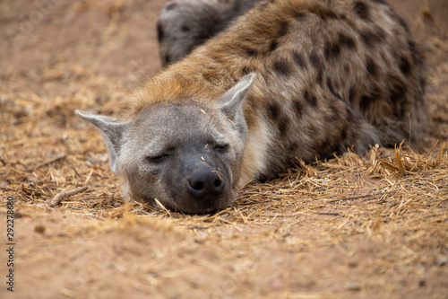 sleeping hyaena close to a densite photo