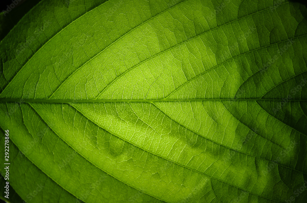 Close-up nature green leaf texture background with light in the back Close-up nature green leaf texture background with light in the back