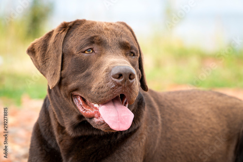 Adult labrador retriever chocolate color