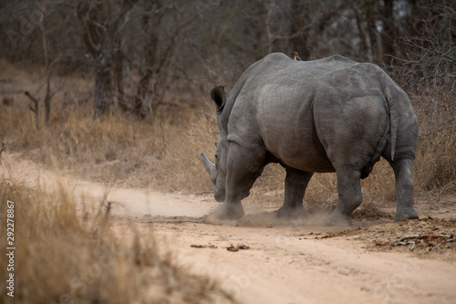 Large Dominant white rhino bull scent marking at a large dung midden photo