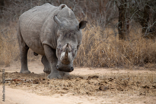 Large Dominant white rhino bull scent marking at a large dung midden