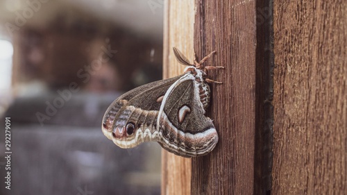Schilderij op canvas Focused shot of a brown moth resting on a wooden door with blurred background