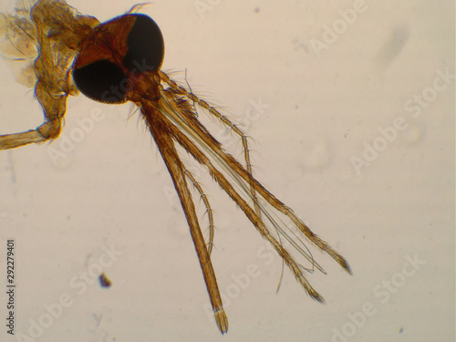 Quadro em tela Anopheles biting midge under microscope
