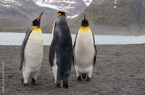 King Penguin Conference