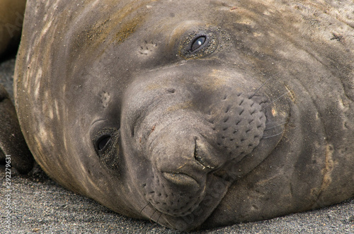 Close up of the Face of a Young Elephant Seal