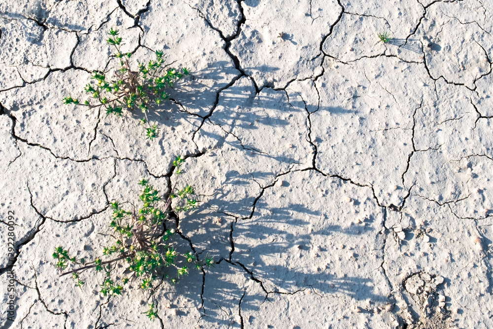 flower green dry land cracks grey gray grayscale ground light shadow background landscape terrain twig flower green dry land cracks grey gray grayscale ground light shadow background landscape terrain twig