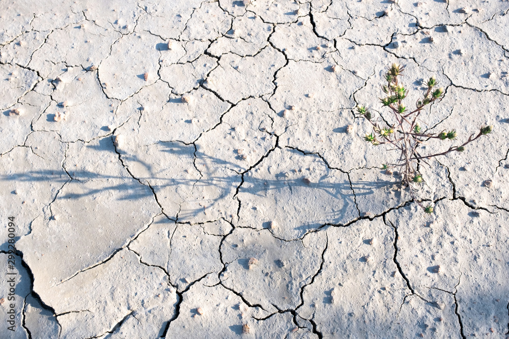 flower green dry land cracks grey gray grayscale ground light shadow background landscape terrain twig flower green dry land cracks grey gray grayscale ground light shadow background landscape terrain twig