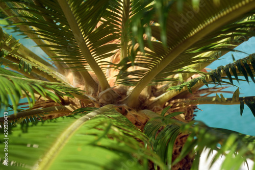 Palm tree low angle view. Closeup photo