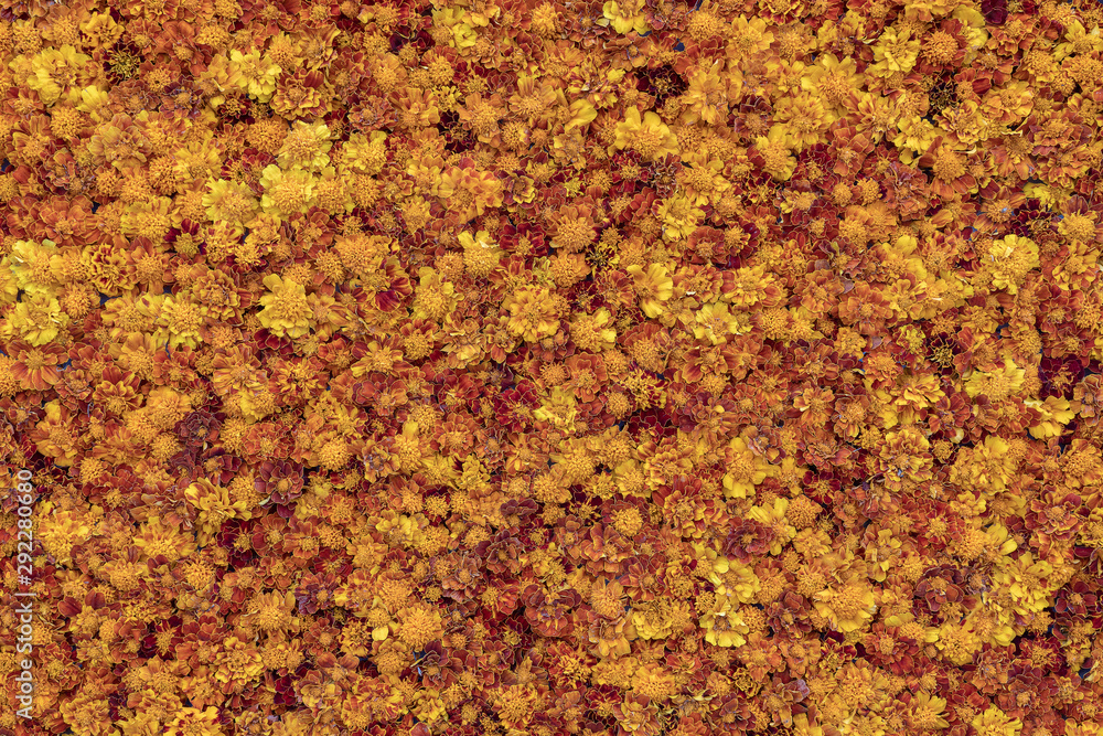Yellow flower abstract texture and background, close up Yellow flower abstract texture and background, close up