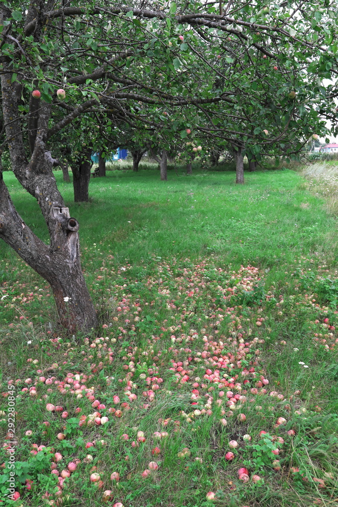 Apples, a new crop. The countryside. Apples, a new crop. The countryside.