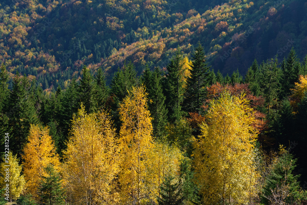 Golden autumn in the Ukrainian Carpathian Mountains.