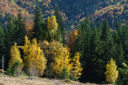Golden autumn in the Ukrainian Carpathian Mountains.