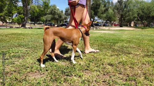 Basenji dog walking on leash with a girl in the park on a sunny day photo