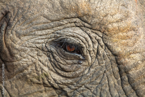 Close up of an Elephant eye showing the eyelashes