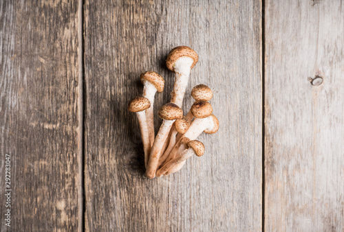 Wild honey fungus (Armillaria mellea) mushrooms on the rustic wooden background. Selective focus. Shallow depth of field. 