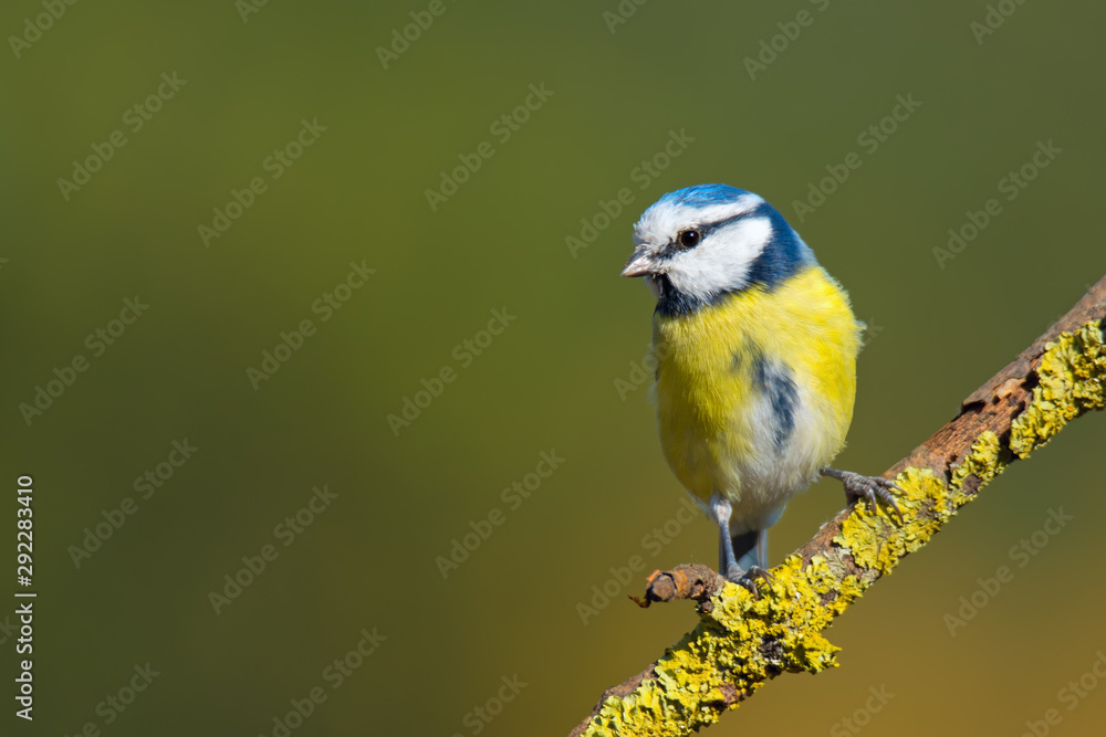 Single blue tit sitting on tree branch Single blue tit sitting on tree branch