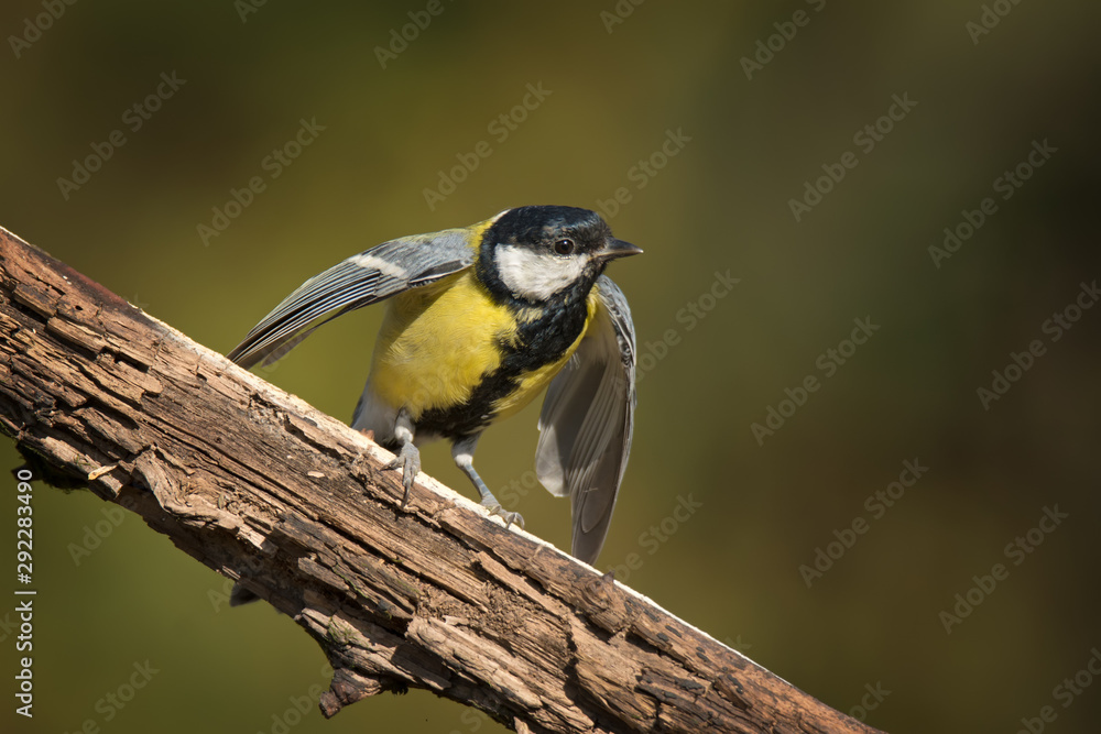 Fototapeta premium Single great tit sitting on tree branch