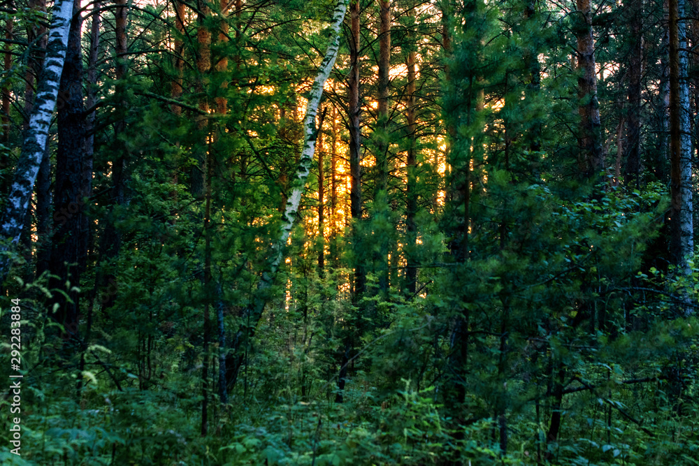 dark evening pine forest. Through the tree trunks the sun shines at sunset