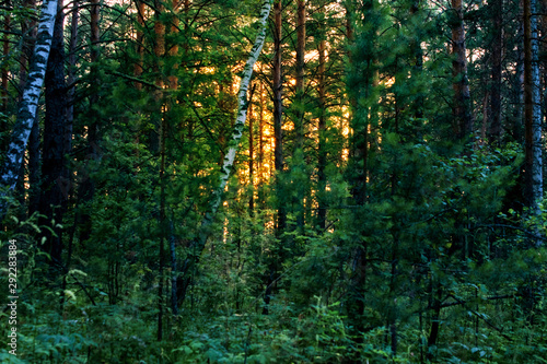 dark evening pine forest. Through the tree trunks the sun shines at sunset