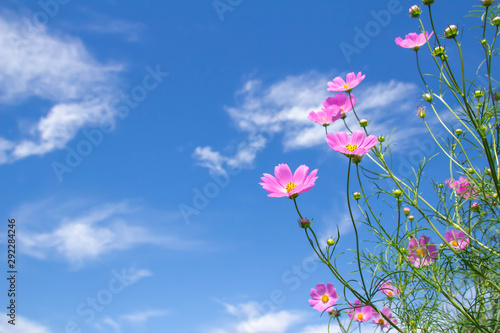 ピンクのコスモスの花と澄んだ青空 © c11yg