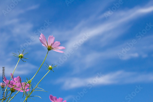 ピンクのコスモスの花と澄んだ青空