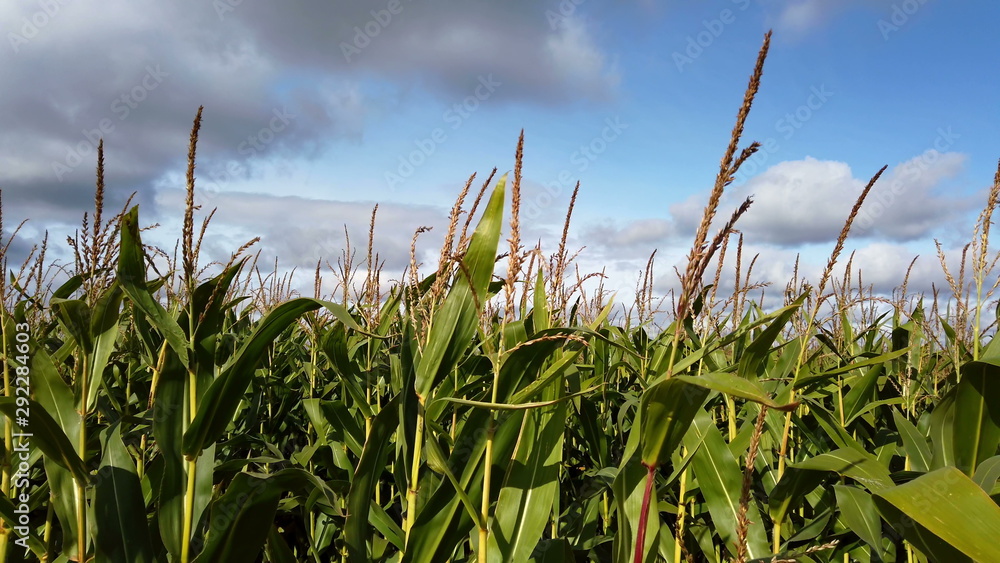 Fototapeta premium field with tall stalks of corn. Corn is not ripe