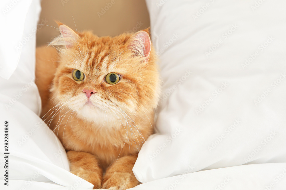 Cute Persian cat lying on bed at home