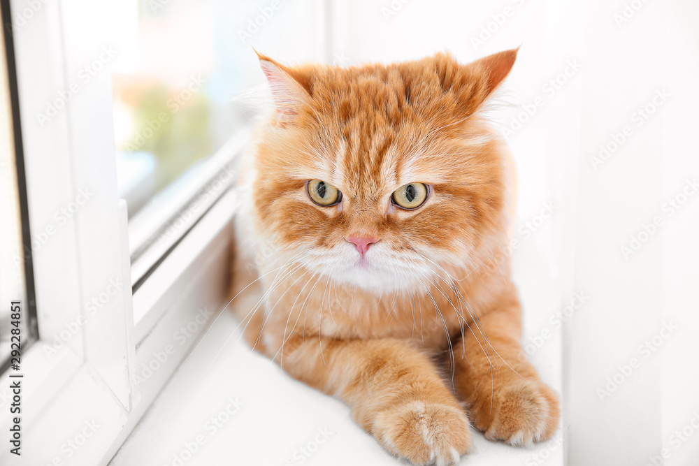 Cute Persian cat lying on window sill at home