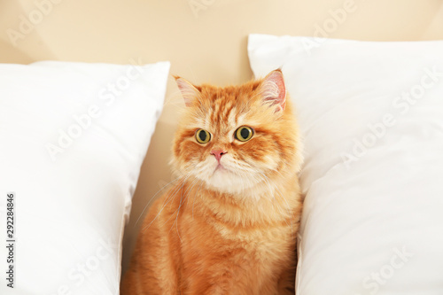 Cute Persian cat on bed