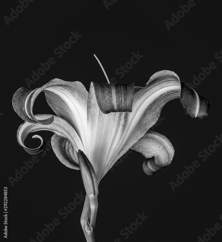 Monochrome daylily blossom and  bud macro,black background,detailed texture, f ine art still life vintage painting, symbolic pair couple joint together