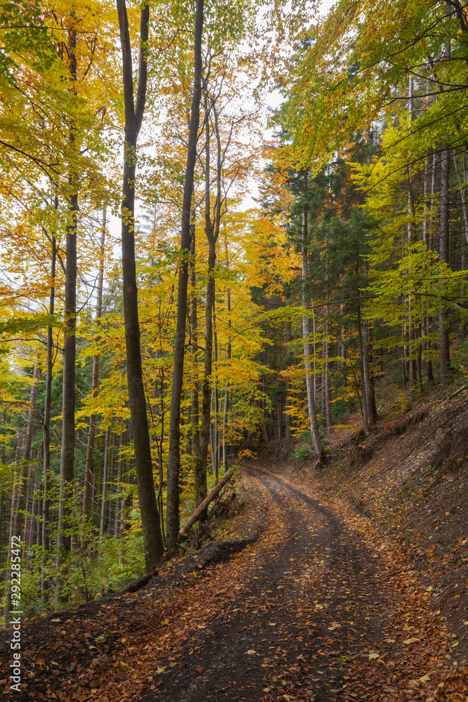 Fototapeta premium Fantastyczny wieczór w paśmie górskim Borzhava w ukraińskich Karpatach w środku jesieni