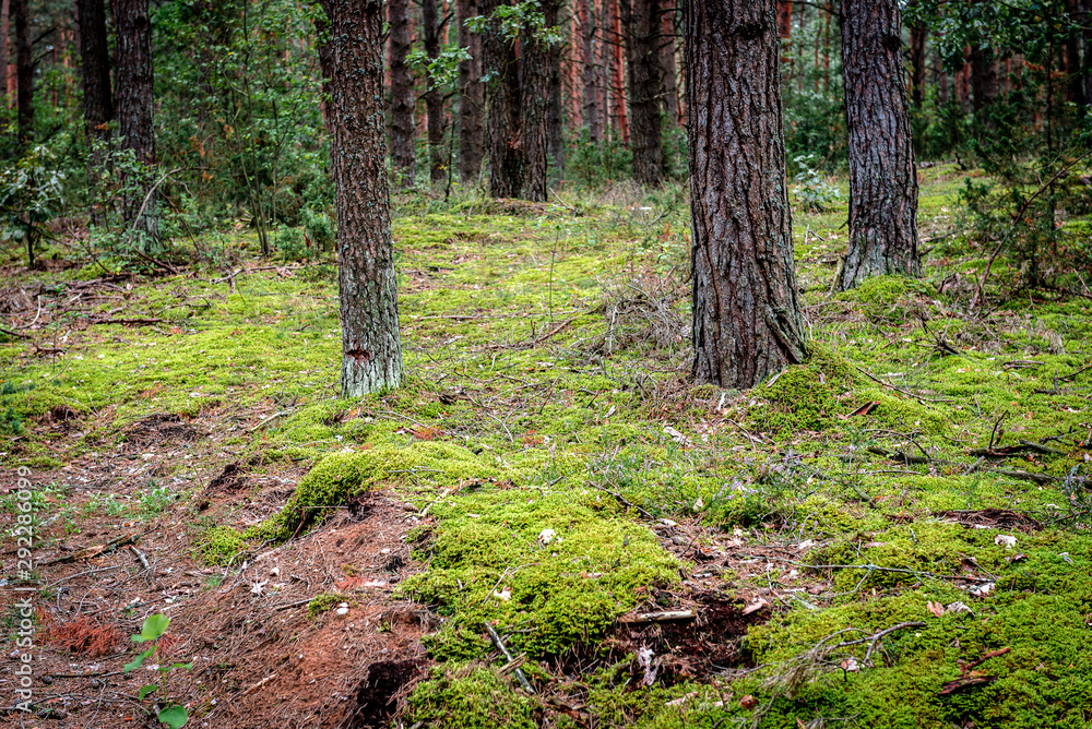 Belarusian forest landscape in early autumn. Belarusian forest landscape in early autumn.