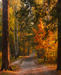 Wandcirkels Herfst Zonnestralen in kleurrijk herfstbos  © Mykhailo