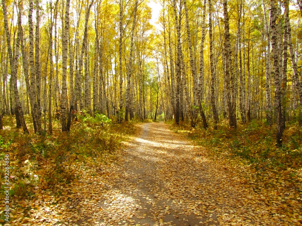 Sunny autumn day in the forest. Road in a birch grove in the fall. Golden autumn in Siberia. A suburb of Krasnoyarsk. Akademgorodok. The nature of Russia. Autumn landscape. Sunny autumn day in the forest. Road in a birch grove in the fall. Golden autumn in Siberia. A suburb of Krasnoyarsk. Akademgorodok. The nature of Russia. Autumn landscape.