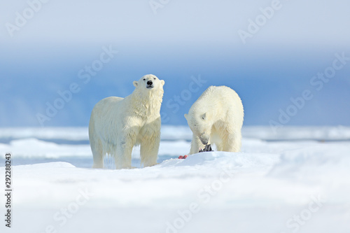 Polar bears with killed seal. Two white bear feeding on drift ice with snow, Svalbard, Norway. Bloody nature with big animals. Dangerous bear with kill carcass. Arctic wildlife, animal food behaviour.