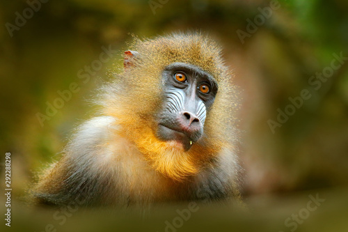 Mandrill, Mandrillus sphinx, sitting on tree branch in dark tropical forest. Animal in nature habitat, in forest. Detail portrait of monkey from central Africa, forest in Gabon. © ondrejprosicky