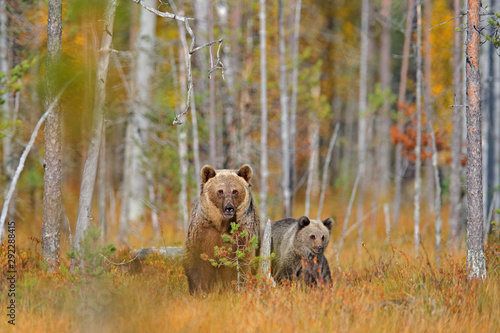 Bear hidden in yellow forest. Autumn trees with bear, mirror reflection. Beautiful brown bear walking around lake, fall colors.