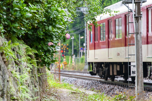 線路のそばで咲いている紫陽花と電車