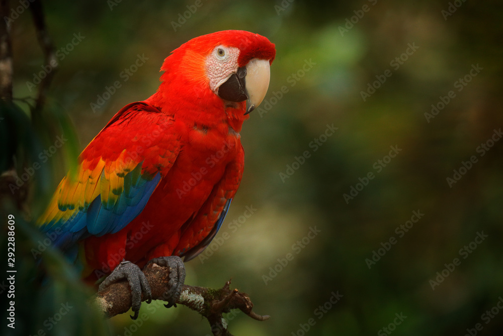 Red parrot Scarlet Macaw, Ara macao, bird sitting on the branch with food, Amazon, Brazil. Wildlife scene from tropical forest. Beautiful parrot on tree in nature habitat.