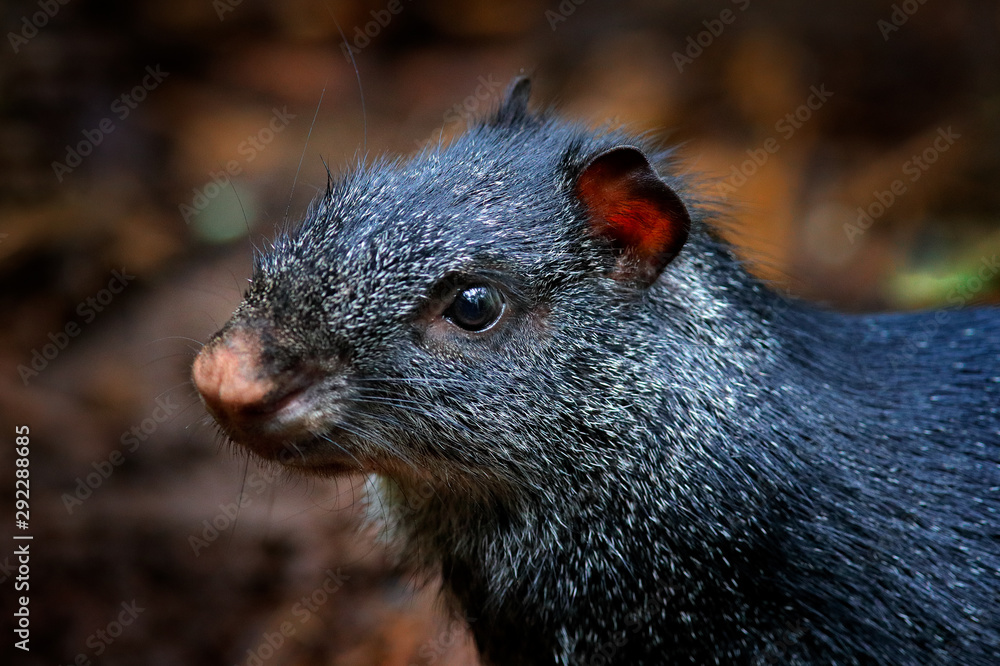 Detail head portrait of agouti. Black agouti, Dasyprocta fuliginosa, Baeza, Ecuador. Cute animal in the nature habitat, dark tropic forest. Wildlife in Ecuador. Detail head portrait of agouti. Black agouti, Dasyprocta fuliginosa, Baeza, Ecuador. Cute animal in the nature habitat, dark tropic forest. Wildlife in Ecuador.