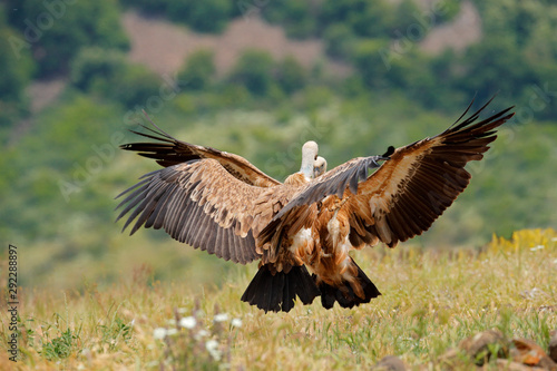 Vulture fight in nature. Griffon Vulture, Gyps fulvus, big bird flying in the forest mountain, nature habitat, Madzarovo, Bulgaria, Eastern Rhodopes. Wildlife scene from Balkan. © ondrejprosicky