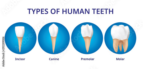 Types of Human Teeth, Human bone anatomy, 3D Realistic design vector.