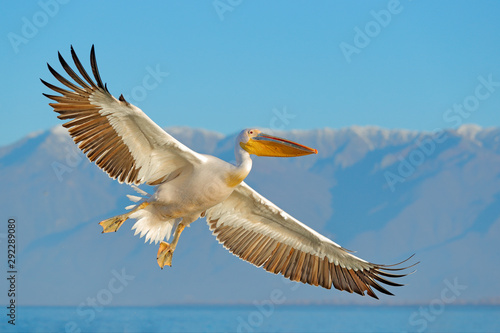 White pelican, Pelecanus onocrotalus, landing in Lake Kerkini, Greece. Pelican with open wings. Wildlife scene from European nature. Bird in the water.