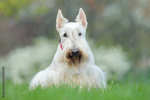 White dog, Scottish terrier on green grass lawn with white flowers in the background, Scotland, United Kingdom.