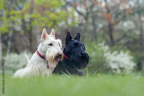 Black and white dog. Beautiful scottish terriers, sitting on green grass lawn, forest in the background, Scotland, United Kingdom. Pair of black and white animals in the garden.