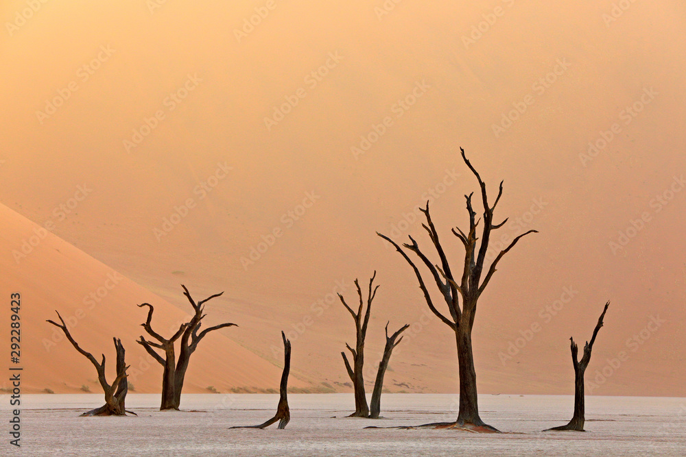 Deadvlei, orange dune with old acacia tree. African landscape from Sossusvlei, Namib desert, Namibia, Southern Africa. Red sand, biggest dun in the world. Travelling in Namibia. Sunrise, first light.