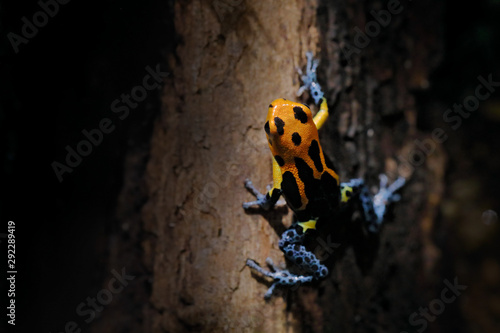 Ranitomeya fantastica Varadero, Red-headed poison frog in the nature forest habitat. Dendrobates frog from central Peru east of the into Brazil. Beautiful amphibian green vegetation, tropic jungle.