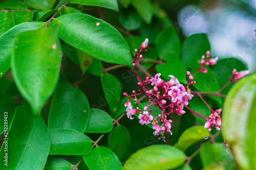 flowers on tree