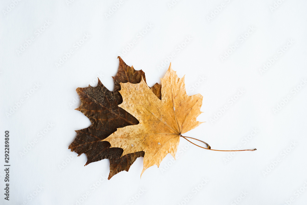 Dried dry maple leaves on white background.