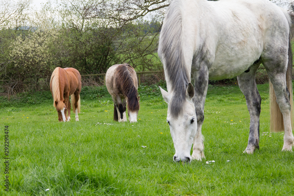 Herd of horses grazing in a meadow Herd of horses grazing in a meadow